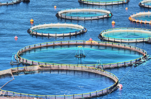 Things To Consider Before Starting A Fish Farm Business